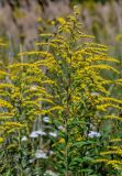 Solidago canadensis. Верхушка побега с соцветиями. Московская обл., Чеховский р-н, окр. дер. Оксино, окраина залежи. 31.08.2025.