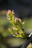 Fraxinus pennsylvanica. Женское соцветие. Санкт-Петербург, Кировский р-н, декоративное озеленение. 08.05.2026.