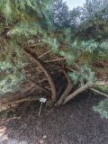 Juniperus virginiana. Нижняя часть плодоносящего растения (\"hetz\"). Волгоград, Волгоградский региональный ботанический сад. 23.05.2026.
