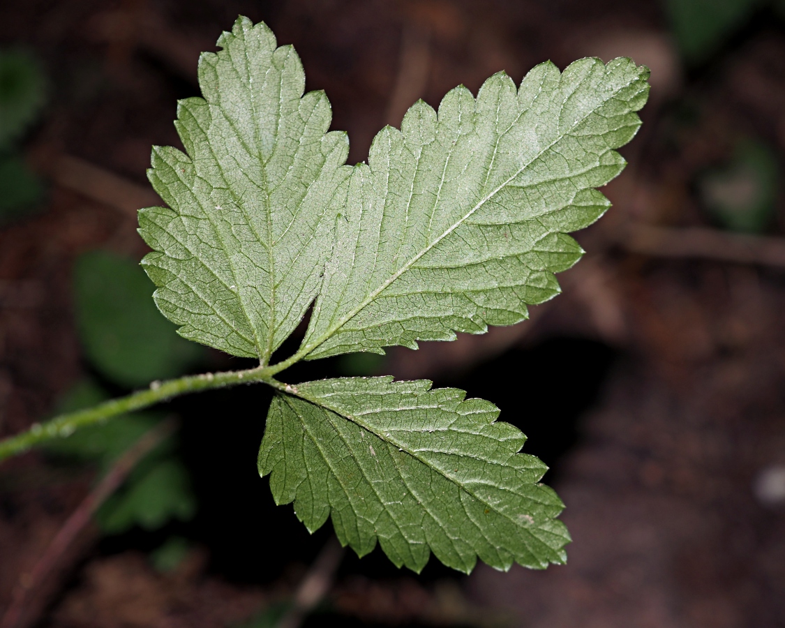 Изображение особи Duchesnea indica.