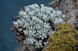 Helichrysum obconicum