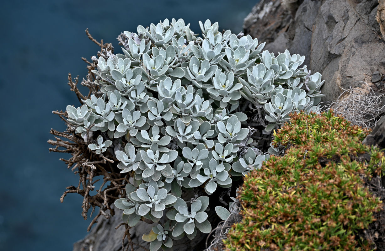 Image of Helichrysum obconicum specimen.