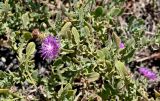 Centaurea sphaerocephala. Верхушка побега с соцветием. Португалия, округ Бежа, окр. г. Карвальял, каменистый склон. 06.06.2026.