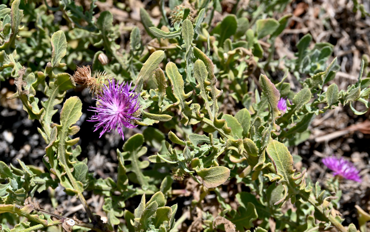 Image of Centaurea sphaerocephala specimen.