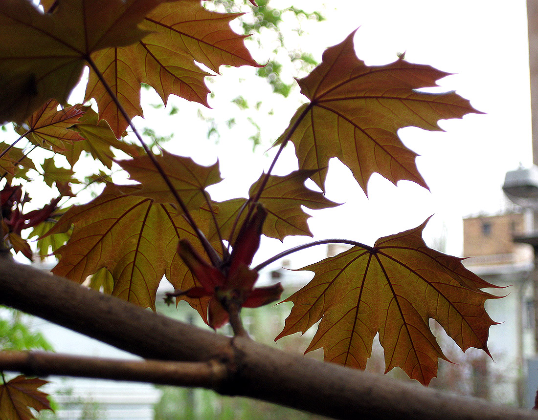 Image of Acer platanoides specimen.
