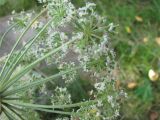unknown species. Цветки и семена. Дудник лесной? Сухой луг в Чеховском р-не Московской обл. Июль 2026 г.