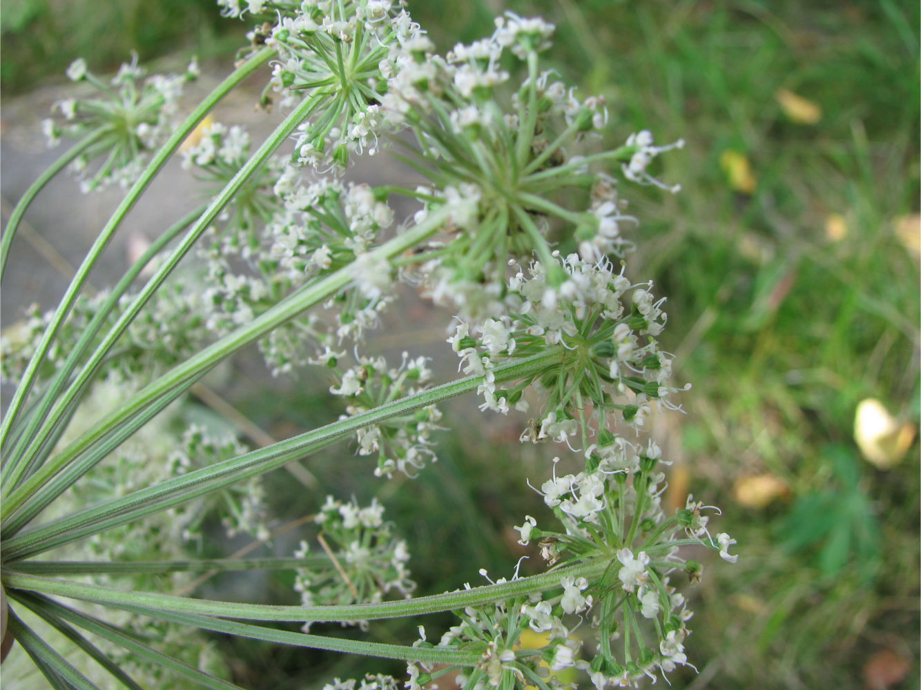 Image of Unknown species specimen.