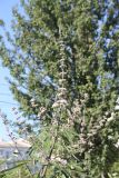 Vitex agnus-castus