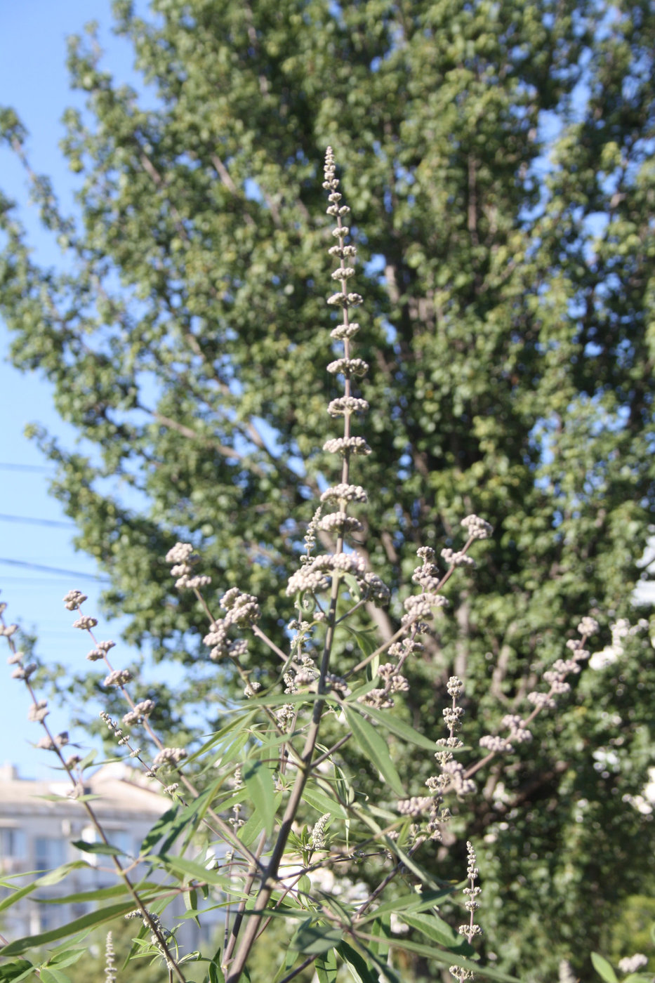 Изображение особи Vitex agnus-castus.
