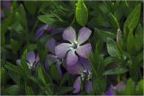 Vinca minor. Цветок. Московская обл., Раменский р-н, окр. дер. Хрипань, садовый участок. 14.05.2925.
