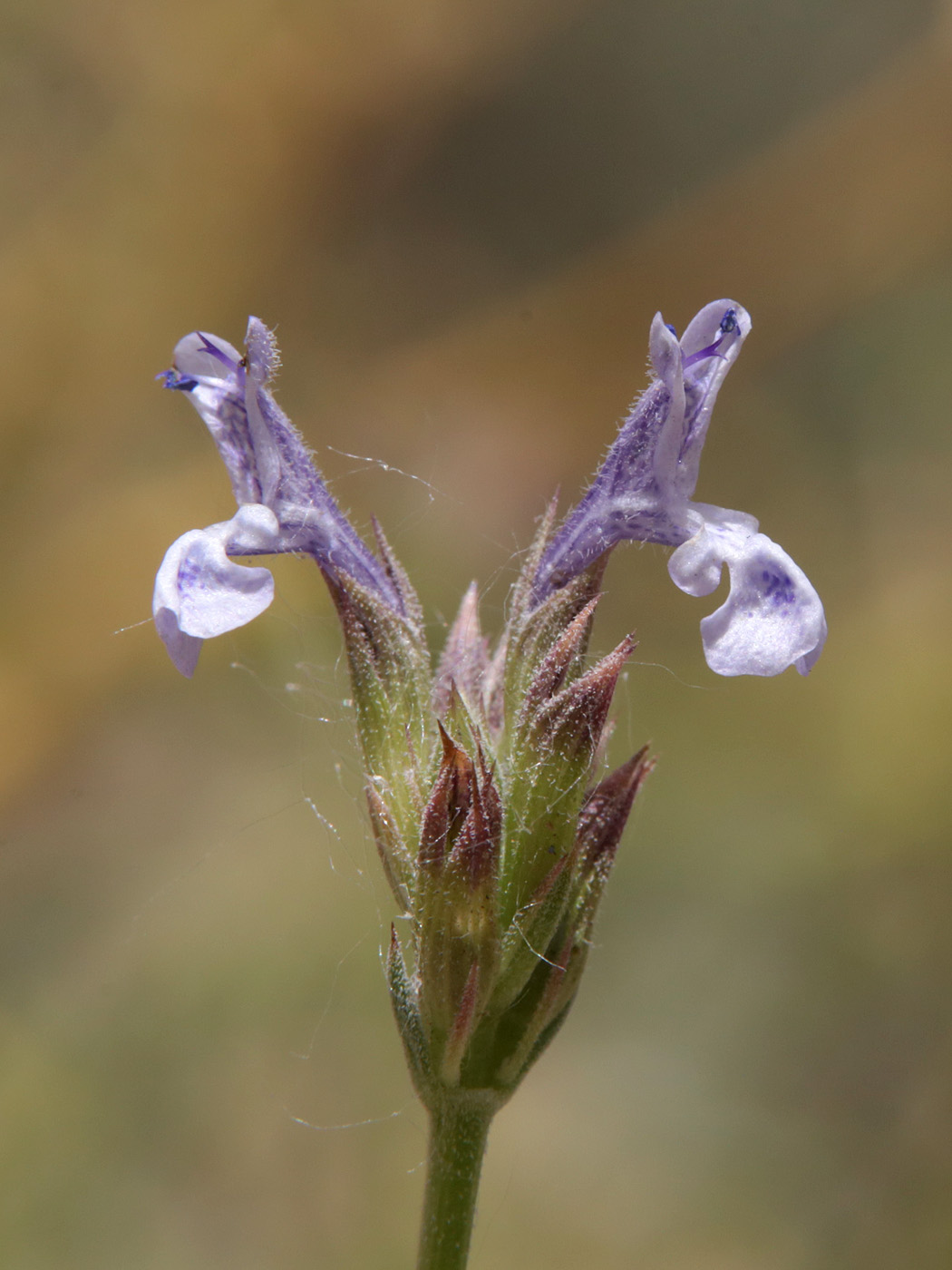Image of Kudrjaschevia korshinskyi specimen.