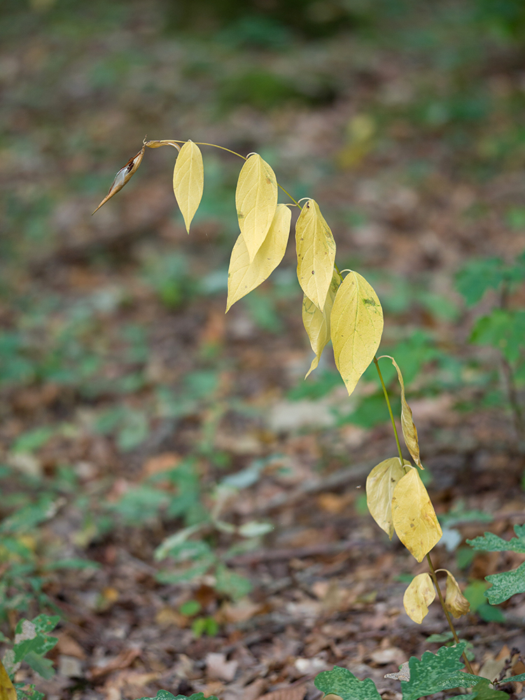 Изображение особи Vincetoxicum scandens.