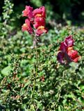 Antirrhinum majus. Верхушки побегов с соцветиями. Калининградская обл., Правдинский р-н, г. Правдинск, в культуре. 02.07.2025.