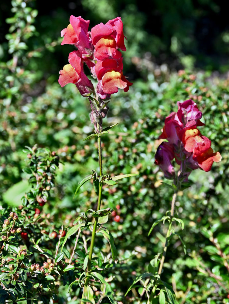 Изображение особи Antirrhinum majus.
