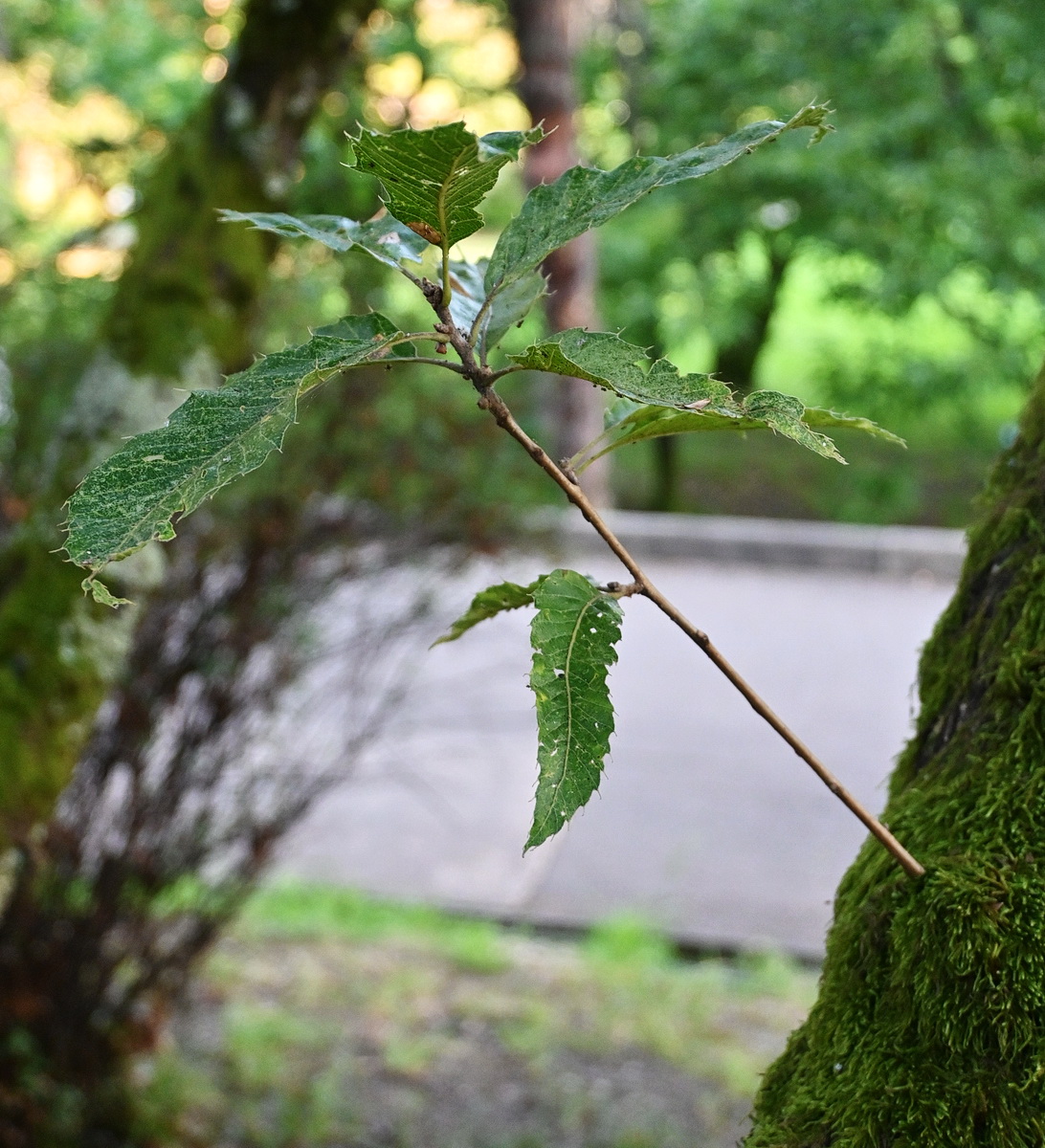 Изображение особи Quercus acutissima.