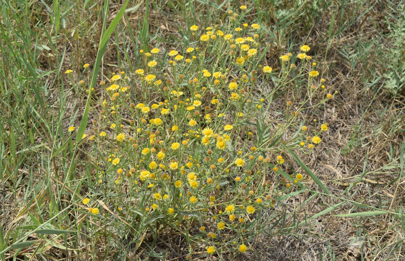 Изображение особи Pulicaria dysenterica.
