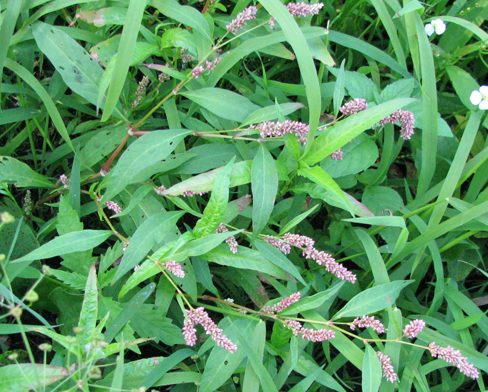 Image of Persicaria lapathifolia specimen.