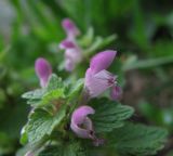 Lamium purpureum