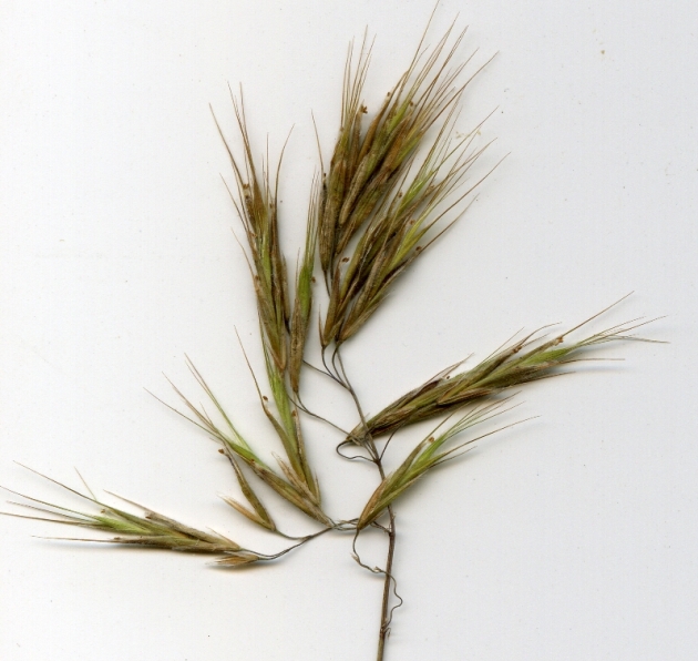 Image of Anisantha tectorum specimen.