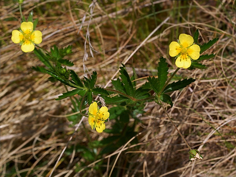 Image of Potentilla erecta specimen.