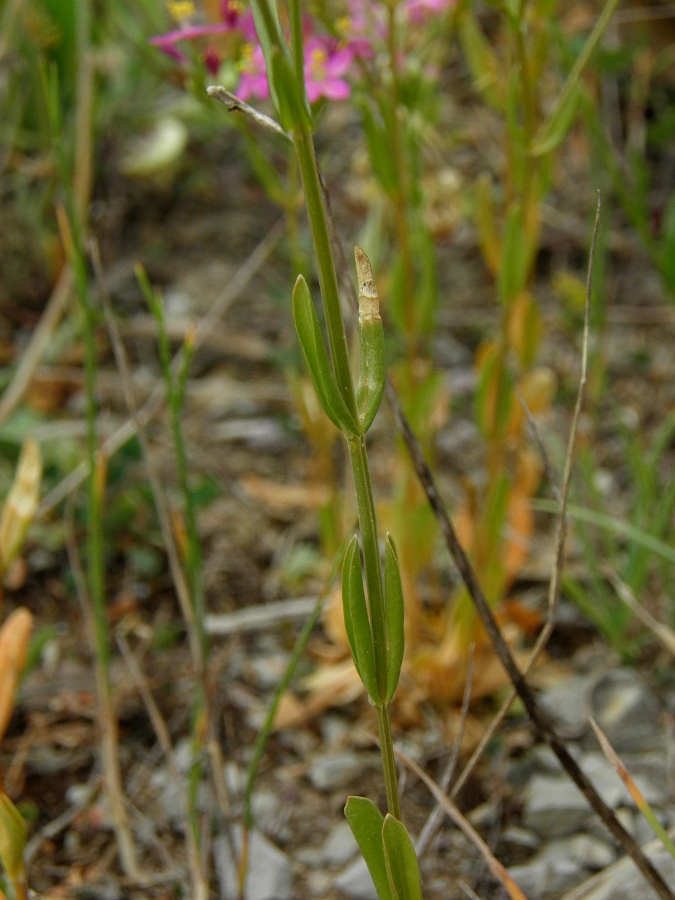 Изображение особи Centaurium erythraea.