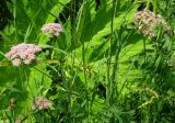 Pimpinella rhodantha. Верхняя часть побегов с соцветиями. Москва, ГБС РАН. 30.06.2011.