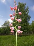 Lilium pilosiusculum