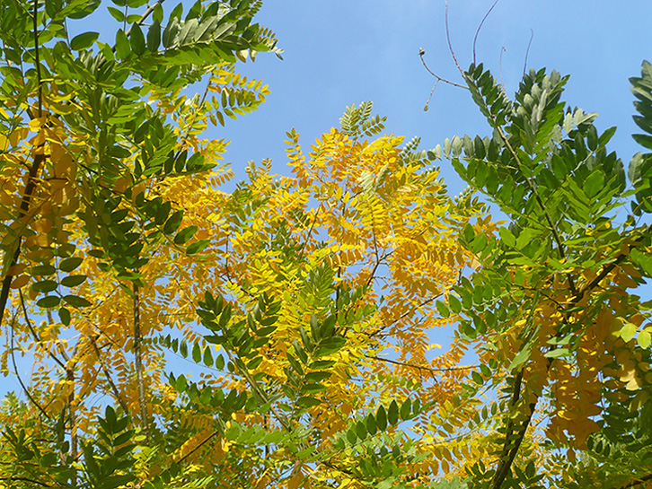 Image of Styphnolobium japonicum specimen.