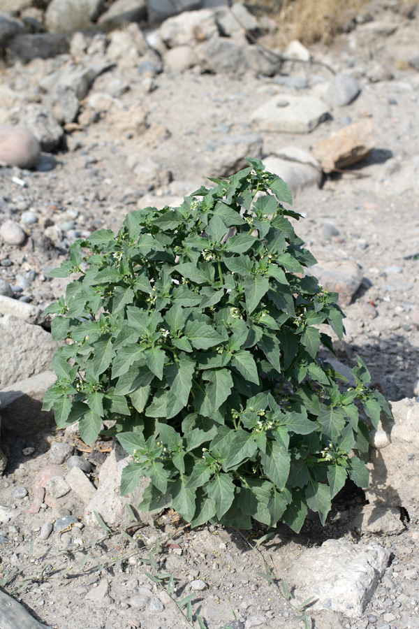 Изображение особи Solanum nigrum.