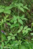 Vicia baicalensis. Цветущее растение. Бурятия, Тункинские Гольцы, окр. с. Аршан. 20.07.2011.