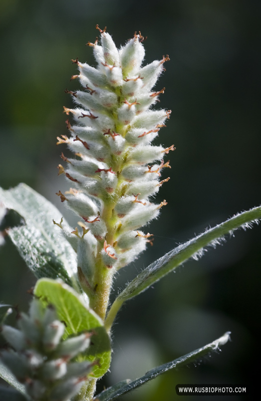 Изображение особи Salix glauca.