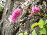 Sanguisorba magnifica. Соцветия. Приморский край, Партизанский район, окр. села Кузнецово, известняковые скалы. 17.09.2011.