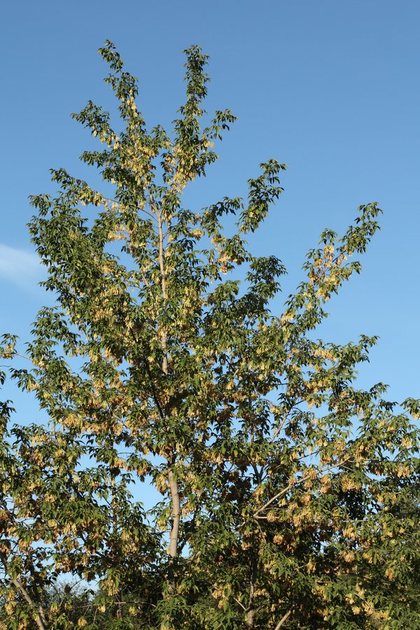 Image of Acer negundo specimen.