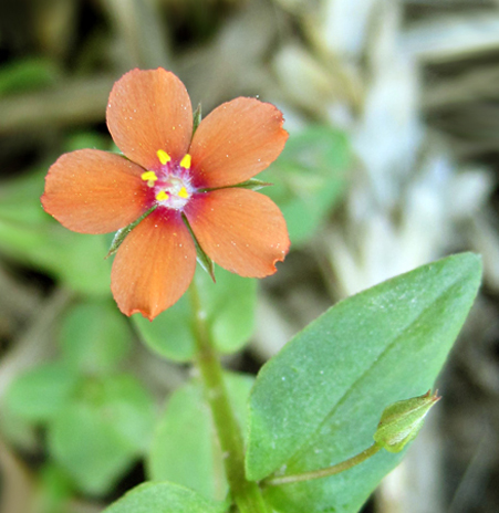 Image of Anagallis arvensis specimen.