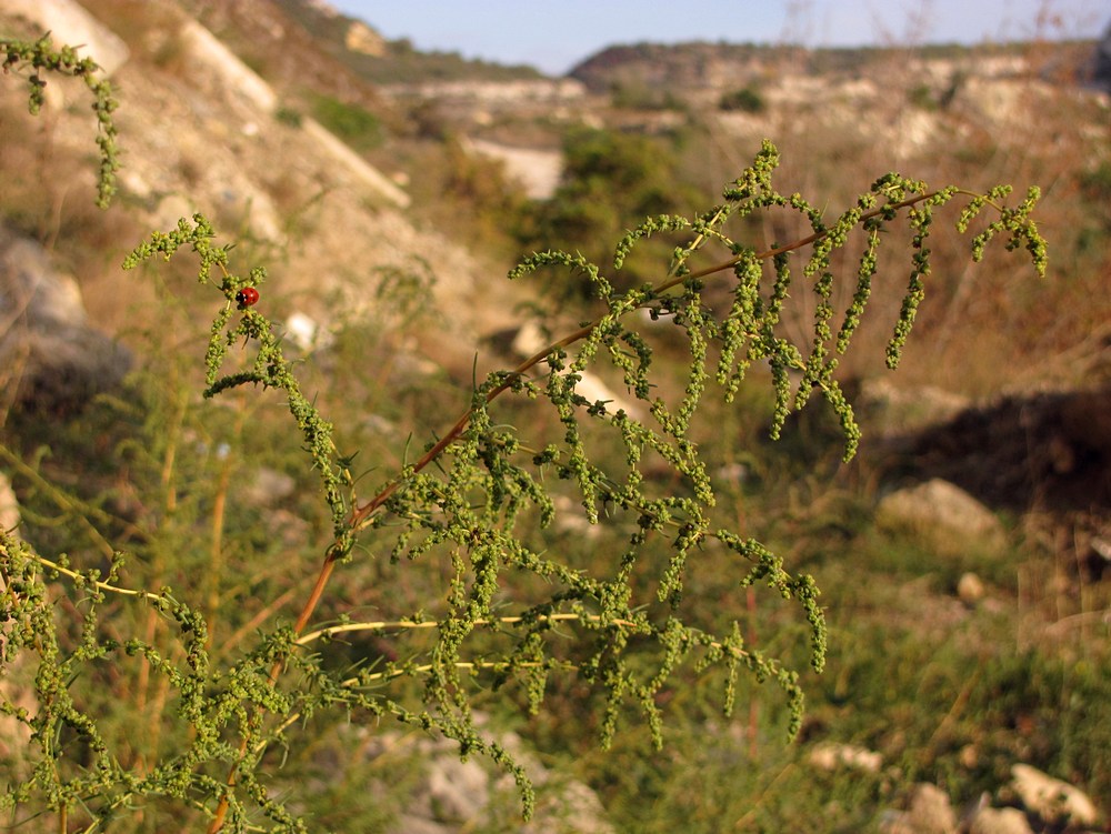 Image of Suaeda altissima specimen.