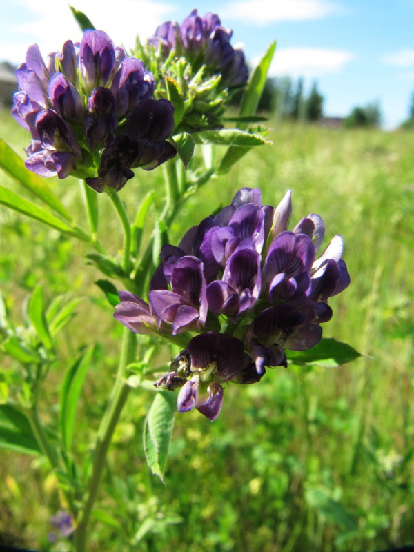 Image of Medicago sativa specimen.