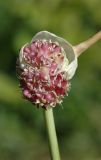 Allium sativum. Соцветие с луковичками. Алматы, интродукционный питомник. 24.07.2011.