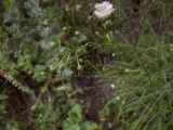 Anthericum ramosum. Верхушка плодоносящего растения. Курская обл., г. Железногорск, ур. Опажье. 6 августа 2007 г.