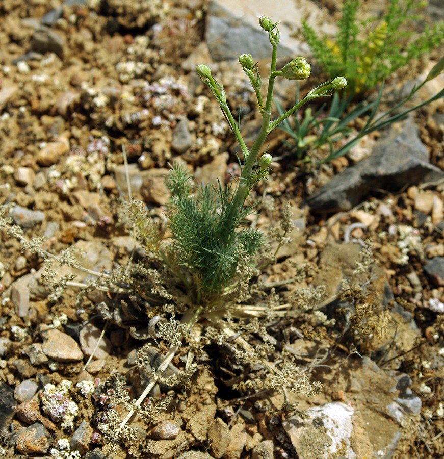 Image of Elaeosticta allioides specimen.