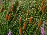 Typha laxmannii. Верхушки побегов с початками. Южный берег Крыма, Понизовка, ручей в глубокой балке. Август 2004 г.