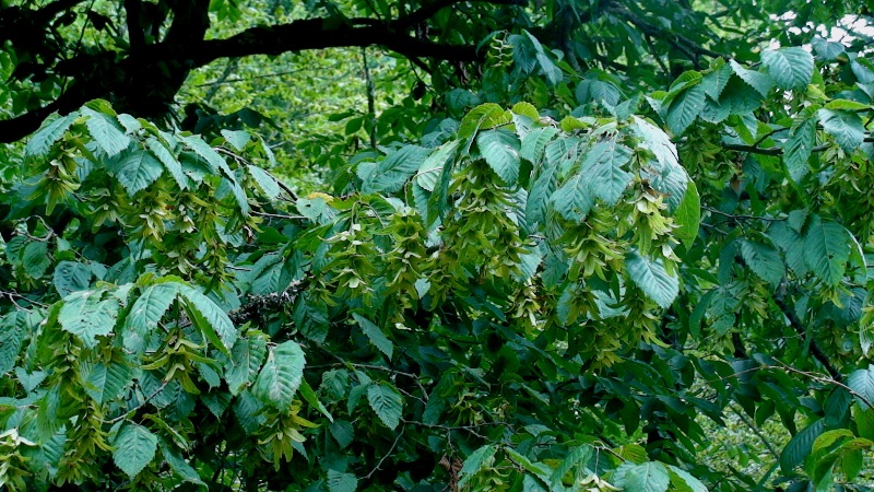 Изображение особи Carpinus orientalis.