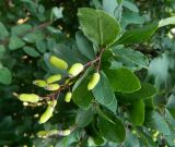 genus Berberis. Верхушка веточки с незрелыми плодами. Москва, р-н Фрунзенской набережной. 16.07.2011.