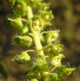 Ambrosia artemisiifolia