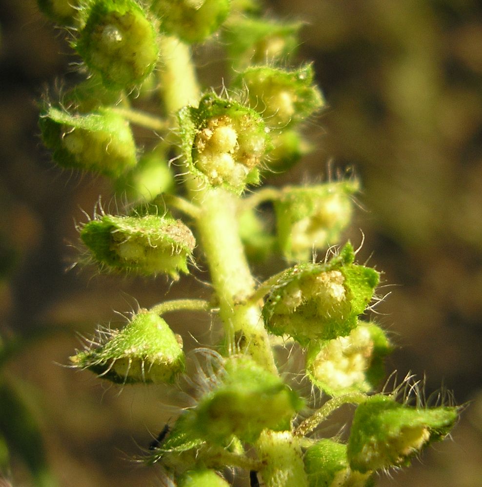 Image of Ambrosia artemisiifolia specimen.