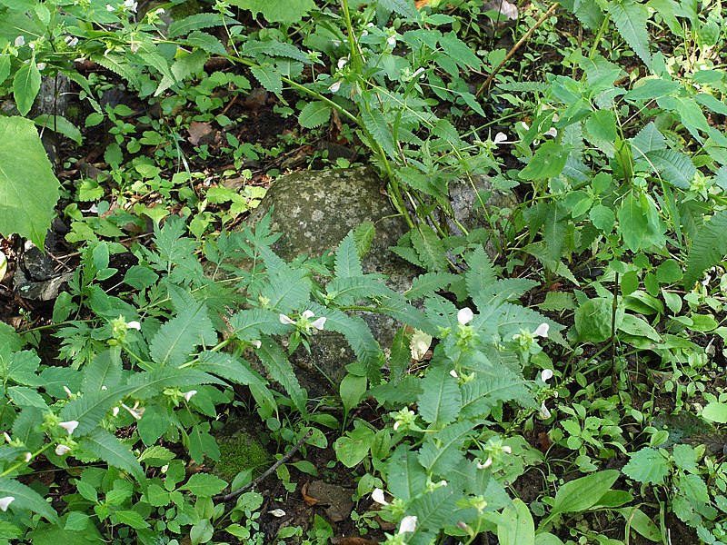 Image of Pedicularis resupinata specimen.