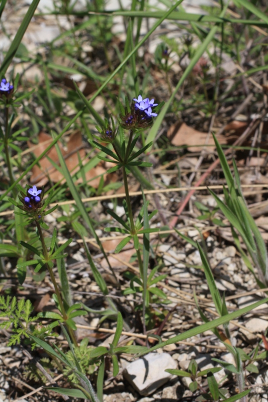 Image of Asperula setosa specimen.