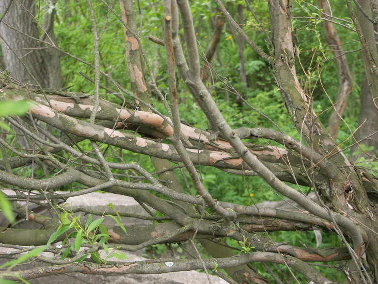 Image of Salix triandra specimen.