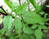 Bidens frondosa. Лист. Марий Эл, г. Козьмодемьянск, обсохшая отмель Чебоксарского вдхр. 23.09.2011.