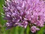 Allium lusitanicum