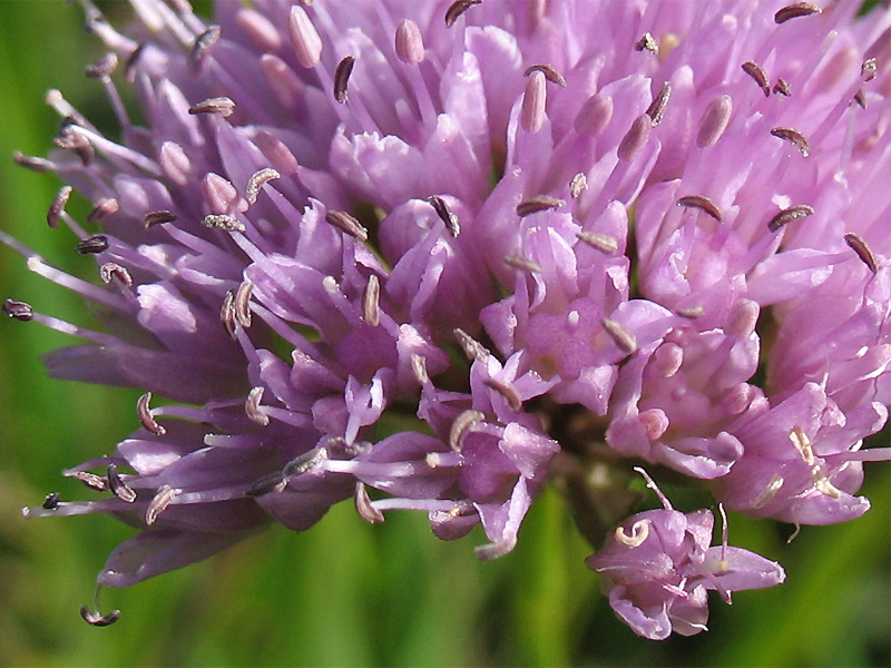 Image of Allium lusitanicum specimen.